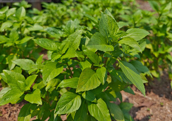 Green basil in the garden
