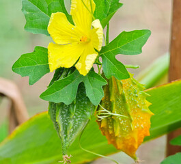 Bitter melon in the garden
