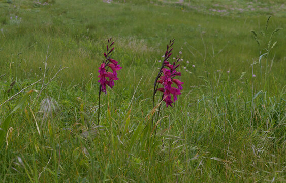 Gladiolus - le Glaieul des marais