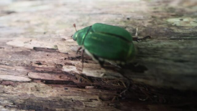 Siberian beetle (Mimela (Rhombonyx) holosericea, Mimela holosericea japonica) in forests of Mongolian oak on Sakhalin Island. Russian Far East. On a rotten tree