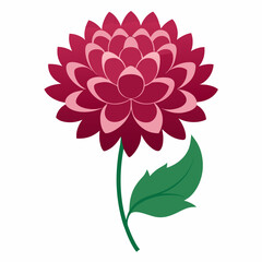 pink dahlia flower isolated on white