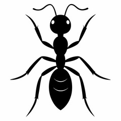 black ant on white background