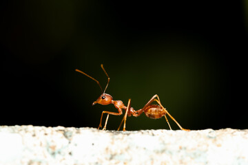 Close up the red ant on old wall