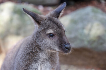 The Tammar Wallaby is small animal and cute in Australia