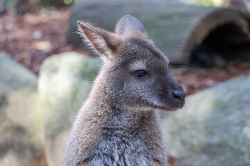 Fototapeta premium The Tammar Wallaby is small animal and cute in Australia