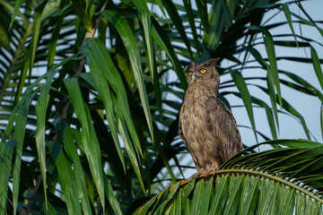 The dusky eagle-owl (Ketupa coromanda) is an owl species in the family Strigidae that is widespread...