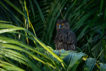 The dusky eagle-owl (Ketupa coromanda) is an owl species in the family Strigidae that is widespread in South and Southeast Asia. The type specimen used to describe the species was collected on the Cor