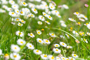 many daisy flowers on the meadow, white blossoms of daisies, close up of a white flowers, beautiful meadow with white yellow blossoms, white flowers between blades of grass, Bellis perennis © Dmitriy