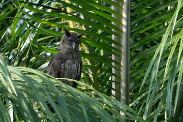 The dusky eagle-owl (Ketupa coromanda) is an owl species in the family Strigidae that is widespread in South and Southeast Asia. The type specimen used to describe the species was collected on the Cor