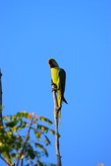 Amazing Wild Life of Sri Lanka