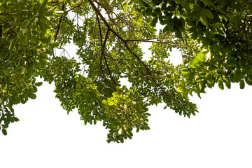 green leaves on white background