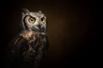 dramatic portrait of a great horned owl with glowing yellow eyes against a dark brown background evoking mystery and intelligence