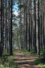 Latvian forest in spring