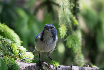 A curious California jay in the forest