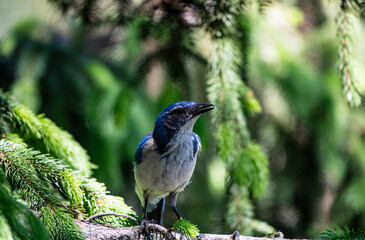 A curious California jay in the forest