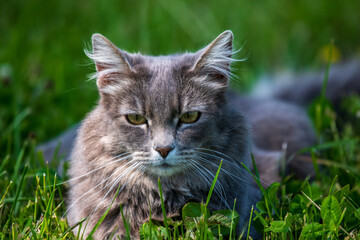 A grey cat outdoors watching the camera