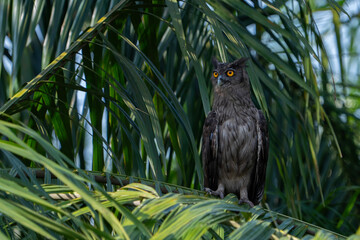 The dusky eagle-owl (Ketupa coromanda) is an owl species in the family Strigidae that is widespread in South and Southeast Asia. The type specimen used to describe the species was collected on the Cor
