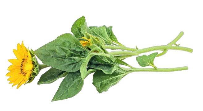 A trio of sunflowers, one fully bloomed, two budding, stems and leaves intact, presented horizontally against a black background