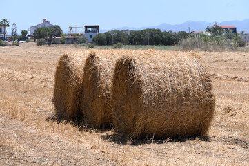 Obraz premium Straw Bales on a Sunlit Field in Cyprus