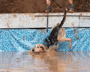 Black and tan dog falling into a water pit