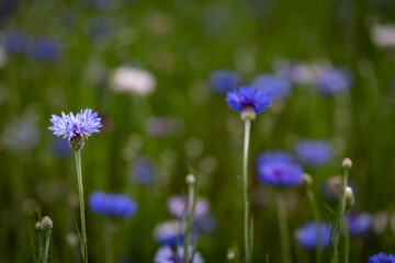 Cornflowers in a Meadow with Soft Focus Background
