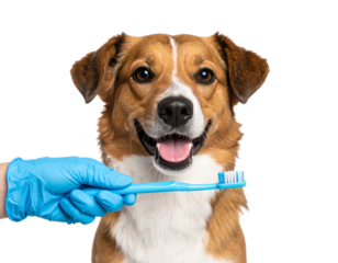 A brown and white dog is being held still while a person prepares to brush its teeth with a blue toothbrush.
