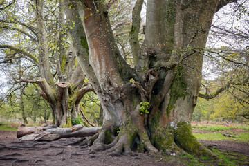 Ancient Beech Tree Trunks in Early Spring Forest – Gnarled Roots, Mossy Bark, and Massive Branches in a Peaceful Natural Woodland Setting