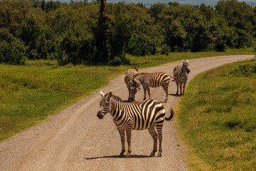 Naklejka premium Zebras in Kenya
