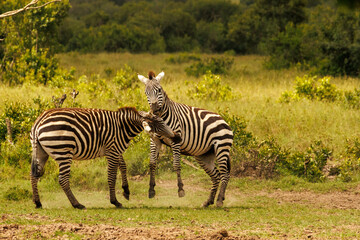 Zebras in Kenya