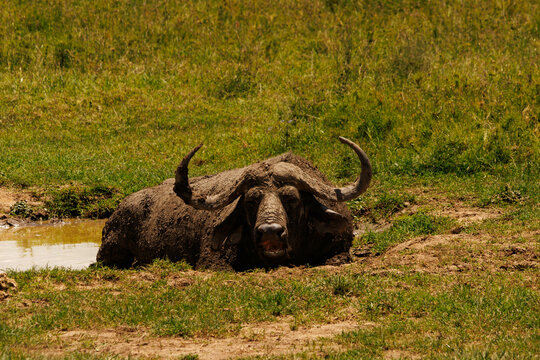 Buffalo in Kenya