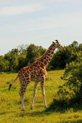 Giraffe eating in Kenya