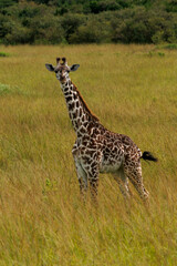 Giraffe in Kenya