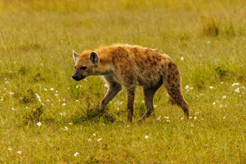 Hyena on the move