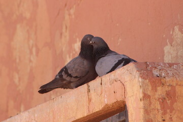 Couple Pigeon Close Up