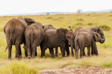 Fototapeta premium Herd of elephants protecting drinking baby elephant
