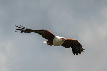 African eagle in Kenya