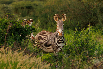 Zebra in the bushes