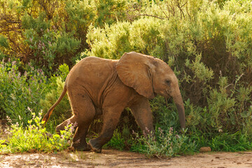 Elephant in Kenya
