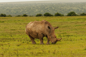 Rhino in Kenya