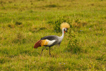 Grey crowned crane in Kenya