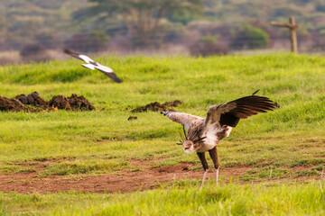 Secretarybird being attacked in Kenya