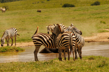 Zebras in a pool of water