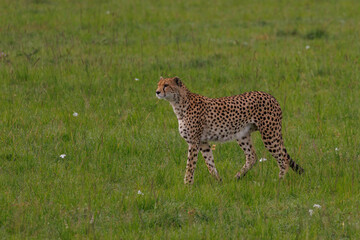 Cheetah at the Masai Mara