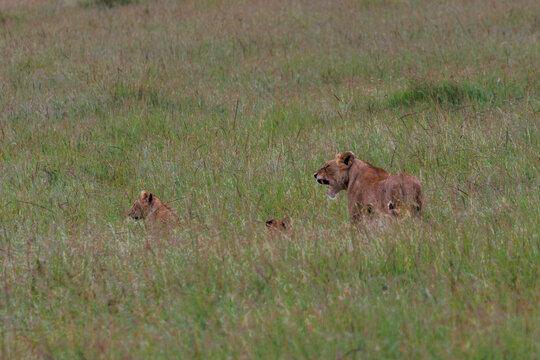 Lioness with cubs in the grass