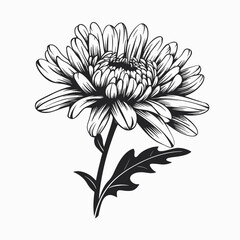 Fototapeta premium Black and white flower drawing illustration floral art botanical design chrysanthemum blossom bloom nature sketch silhouette