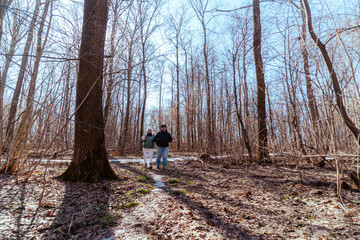Obraz premium An elderly couple, a man and a woman, walk through a spring forest, enjoying the beauty of nature. Sunlight filters through fresh green leaves, creating a serene and romantic atmosphere