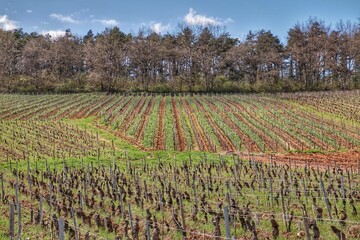 Paysage d’un vignoble bourguignon 