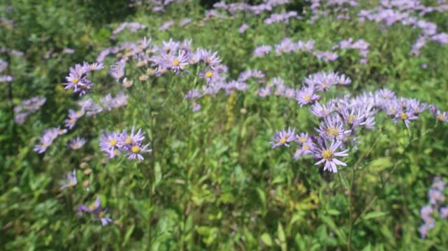 Probably Eastern starwort (Aster amellus ssp.) meadows on the slopes of the Sakhalin mountains, the coast of the Sea of Japan