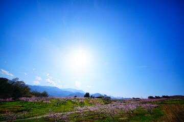 桃の花咲く道