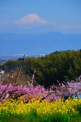 春の花と富士山